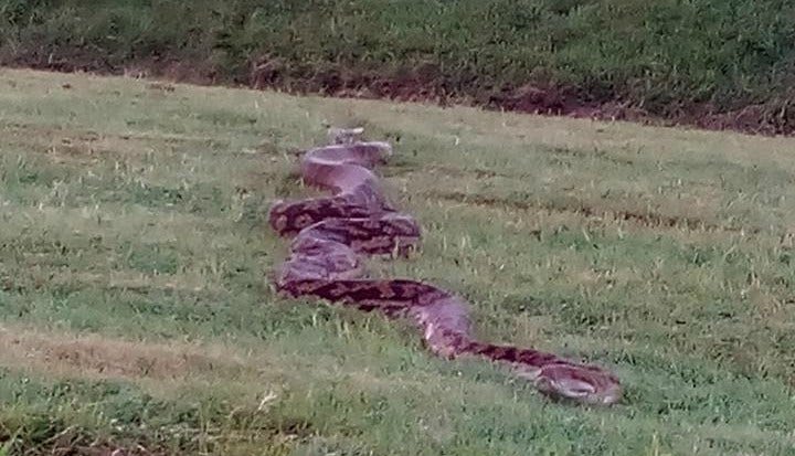 Jockey mistakes 15-foot python for 'big crack' on horse racetrack | Fox ...