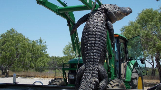Teen hunter bags 800-pound record alligator in Texas