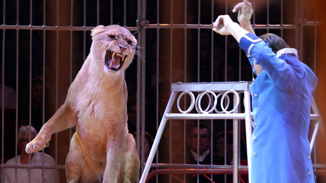 Wild things: Mexico struggles to find new homes for outlawed circus ...