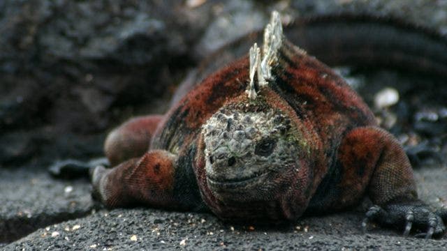 Kepulauan Galapagos Dalam 5… |  Berita Rubah