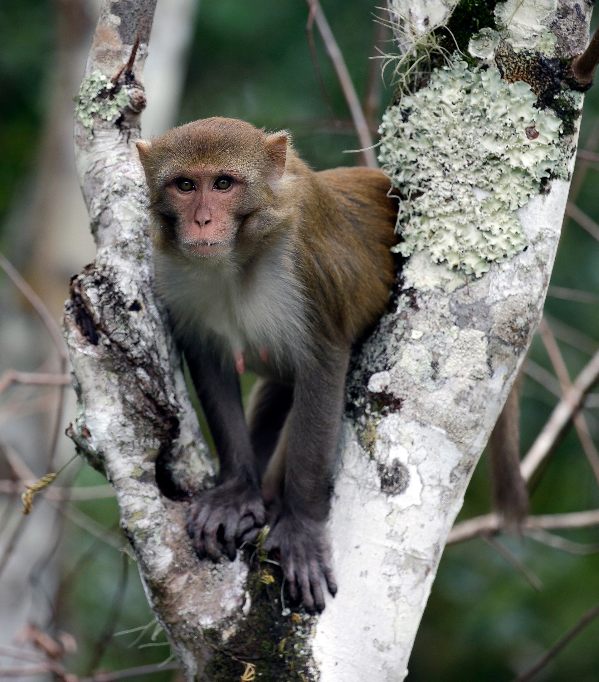 Coronavirus Vaccine From China Based Biotech Company Protects Monkeys Coronavirus Vaccine From China Based Biotech Company Protects Monkeys