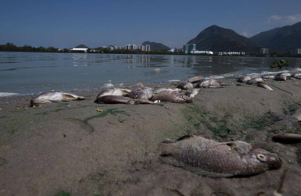 Brazil activist says thousands of fish die in Rio de Janeiro lagoon ...