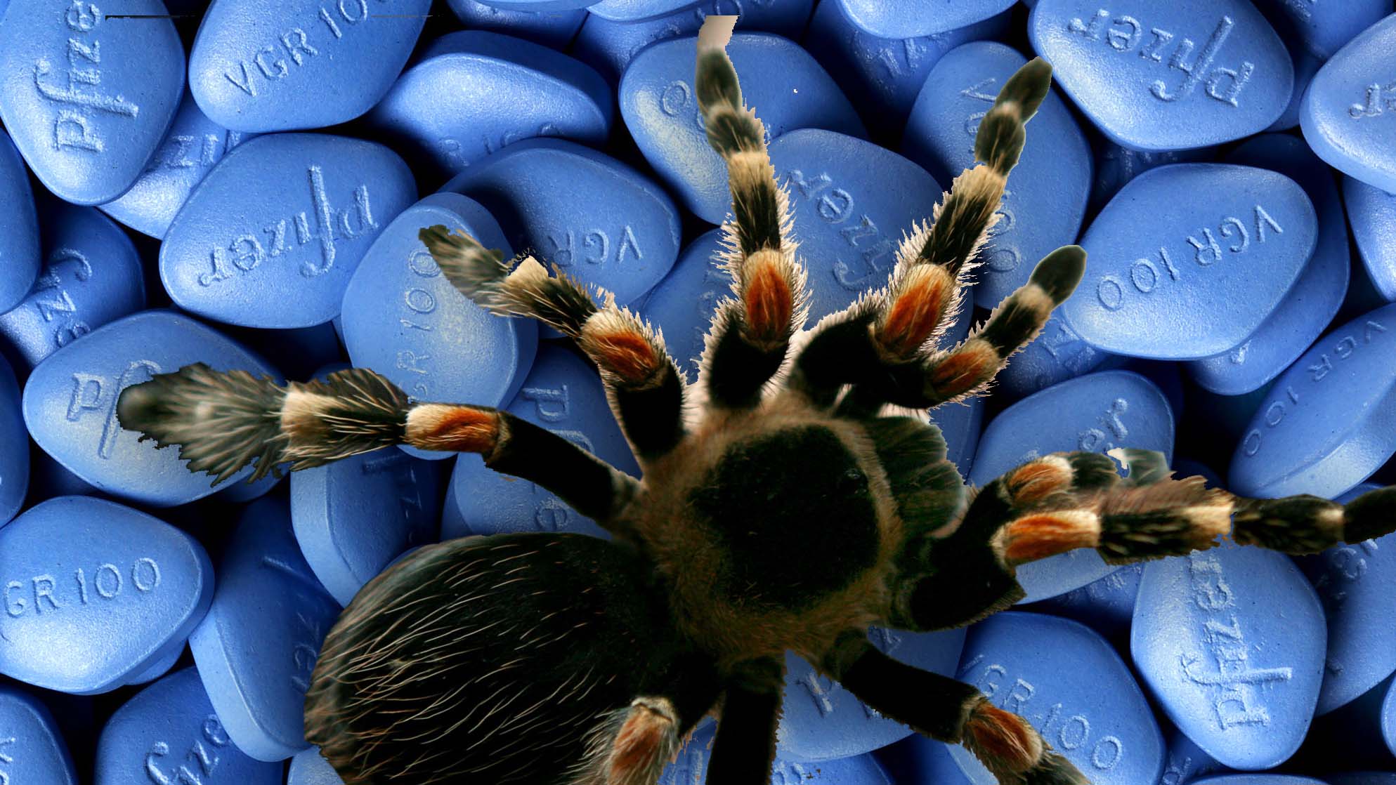 World s Most Poisonous Animals Fox News world-s-most-poisonous-animals-fox-news