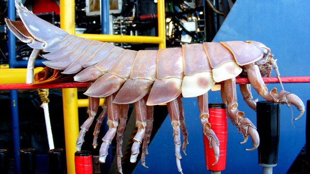 Seniman menerangi penemuan sains di laut dalam Seniman menerangi penemuan sains di laut dalam