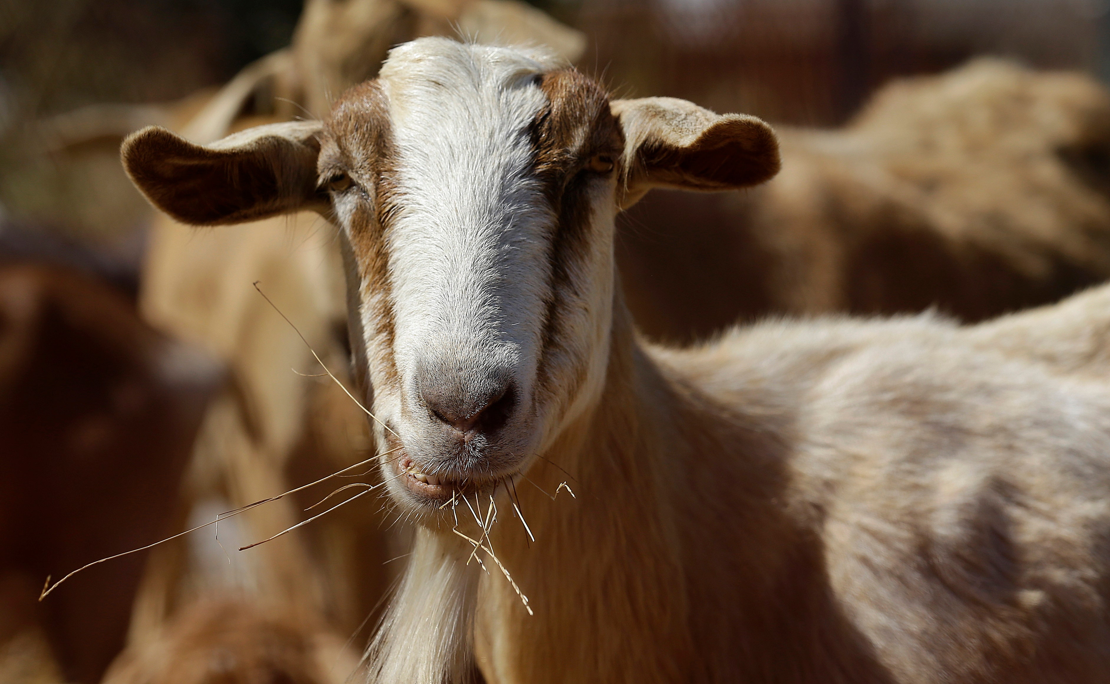 Goats invade San Francisco airport to prevent fires | Fox News