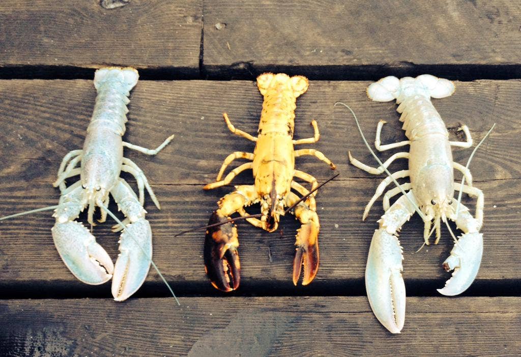 Maine lobstermen catch 2 rare albino lobsters within a week; believed to be 1 in 100 million