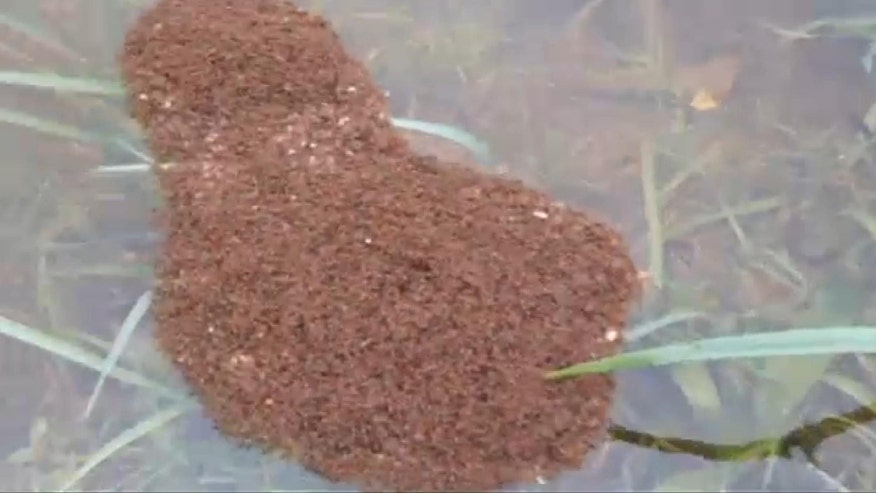 Beware fire ant colonies floating on floodwaters, Alabama residents ...