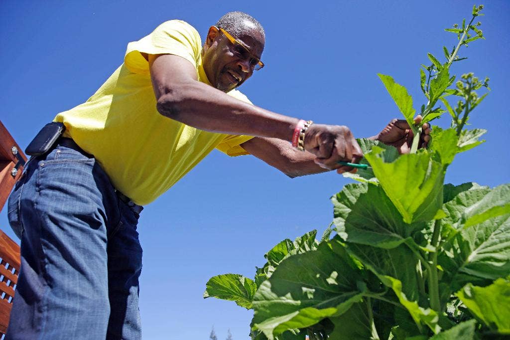 Dusty Baker out of baseball, into the garden