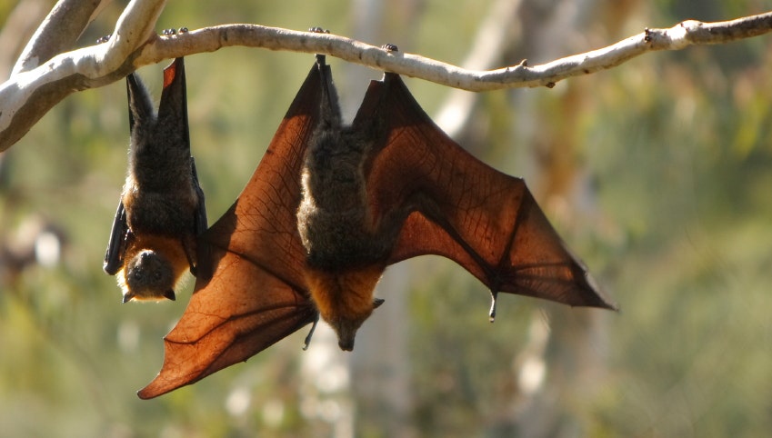 New coronavirus found in bats is 'closest relative' to SARS-CoV-2 seen yet - Fox News