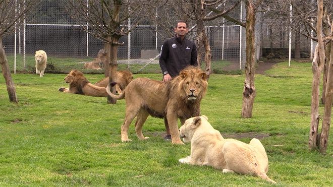 Mexican rescue center for big cats takes cast-offs from cartel honchos