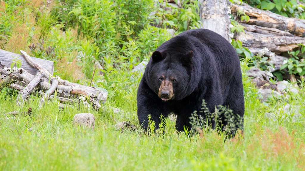 Alaska’s human-bear conflicts are on the rise, experts say | Fox News