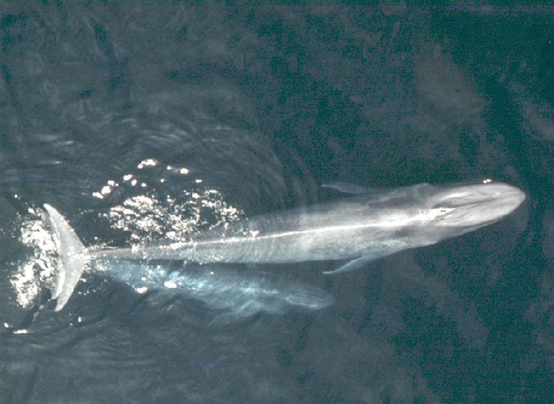 Study: California blue whale population rebounds from whaling | Fox News