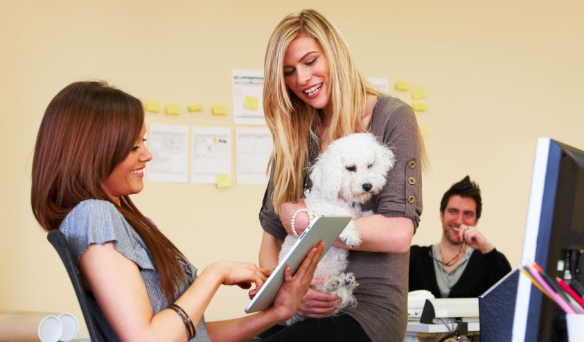 The Perks Of Bringing Your Pet To Work Fox News the-perks-of-bringing-your-pet-to-work-fox-news