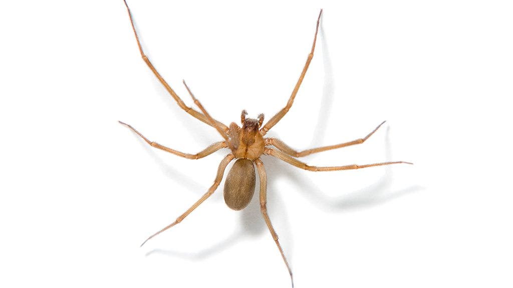 Poisonous Spiders of South Carolina  Spider bites, Brown recluse, Poisonous  spiders