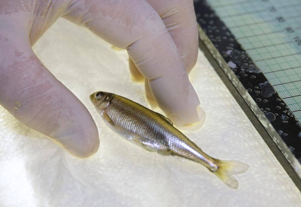 Kekeringan di California dapat menjadi ikan yang terancam punah yang ditangkap di tengah perkelahian air negara bagian itu Kekeringan di California dapat menjadi ikan yang terancam punah yang ditangkap di tengah perkelahian air negara bagian itu