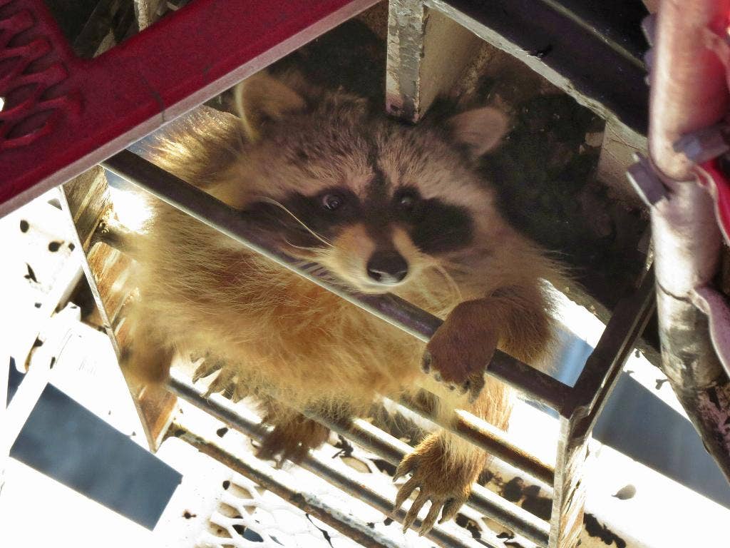 Adventurous raccoon makes 58story climb up Toronto crane Fox News