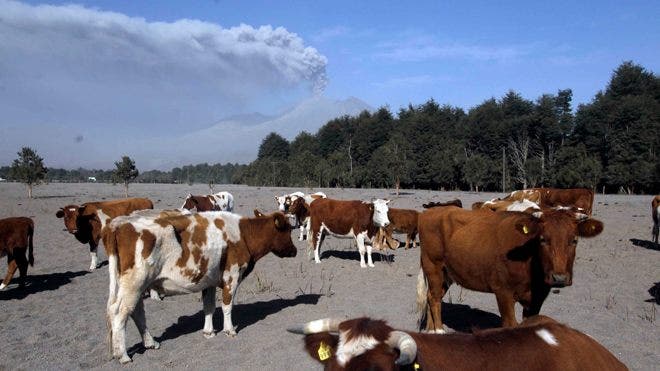 Letusan gunung berapi di Chile dapat menimbulkan dampak jangka panjang terhadap ternak dan ikan