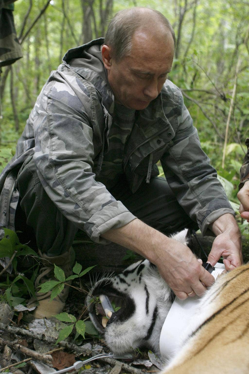 A rare Siberian tiger released into the wild by Russian President Vladimir ...