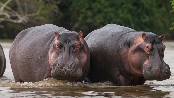 Belgian zoo says its 2 hippos have COVID-19