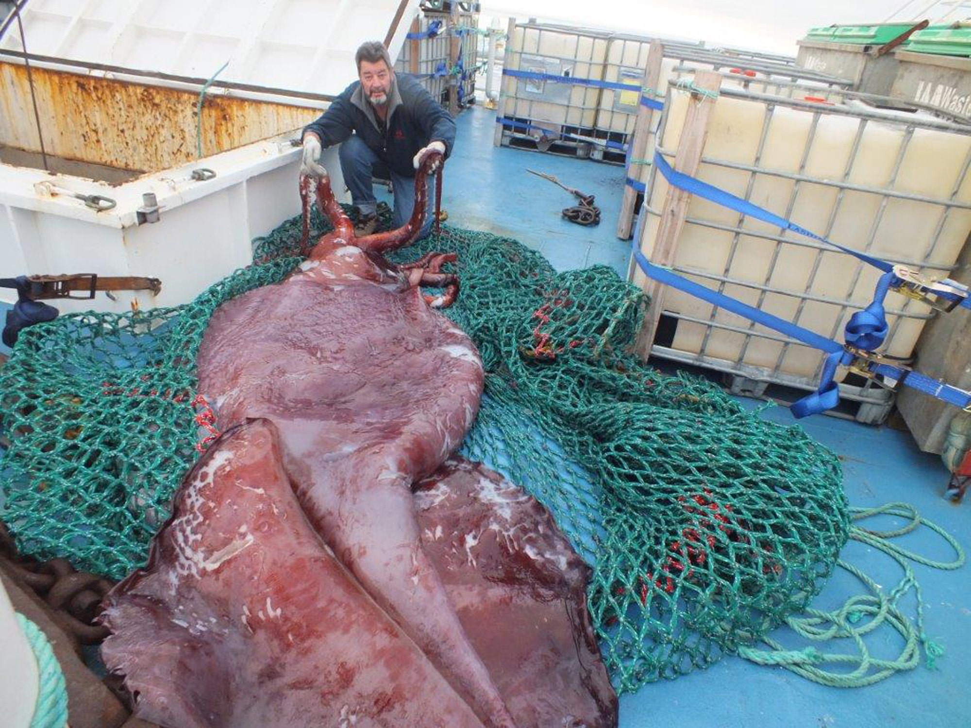 Thousands Watch As Scientists Dissect Colossal Squid Fox News 