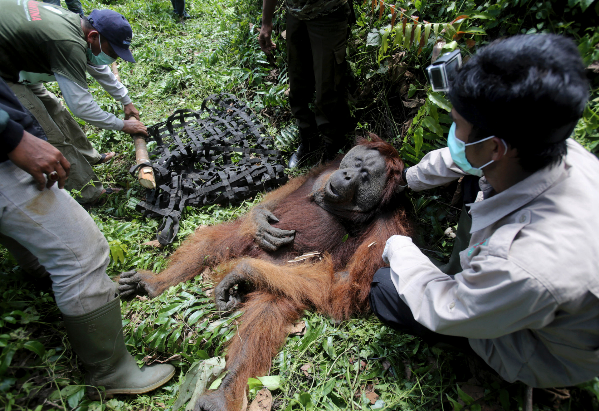 FOTO AP: Kelapa sawit membunuh orangutan di rawa gambut Indonesia