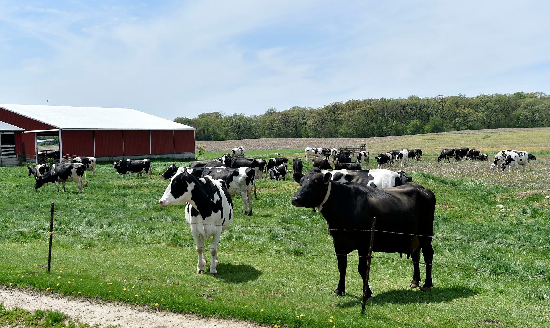 America's Dairyland is hurting and Wisconsin seeks solutions Fox News