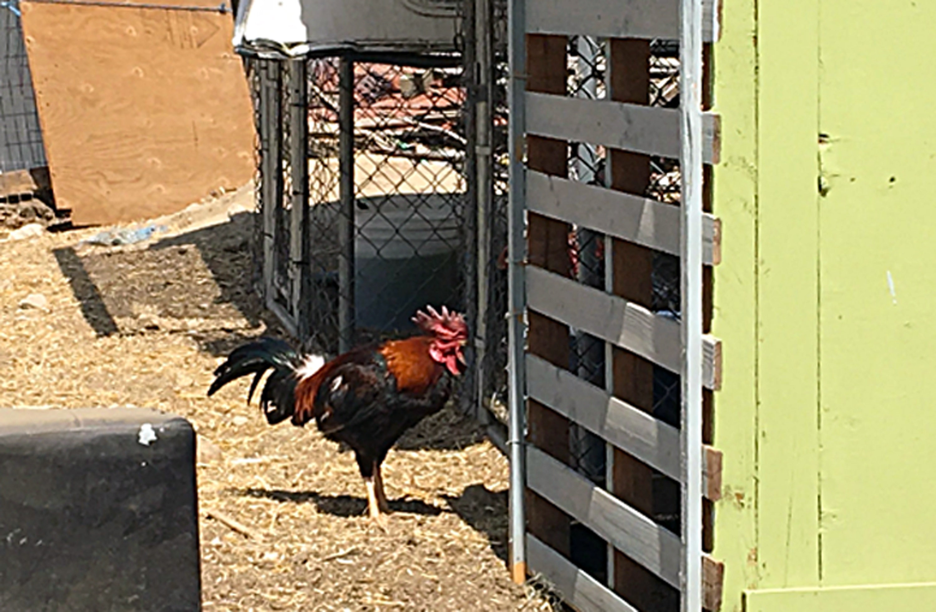 Authorities Seize 7000 Birds In La County Cockfighting Raid Fox News 