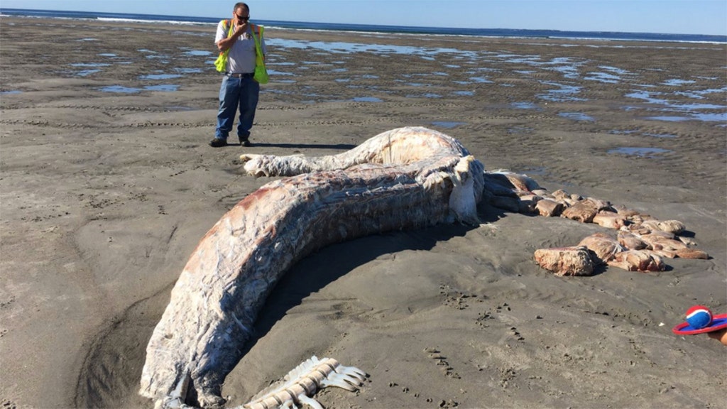 Maine beachgoers find decomposing body of possible basking shark: 'It ...