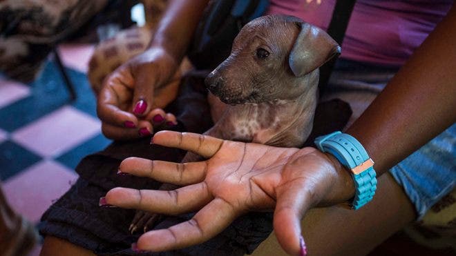 New class of pampered purebred dogs emerges in Cuba
