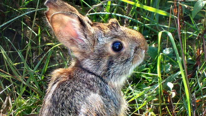 Conservations striving to keep Peter Cottontail's species off the