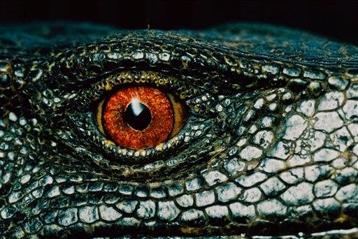 Endangered Species List Grows | Fox News