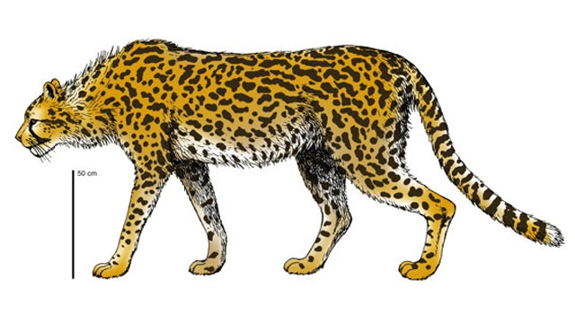 Largest Cheetah Lived, and Killed, Among Ancient Humans | Fox News
