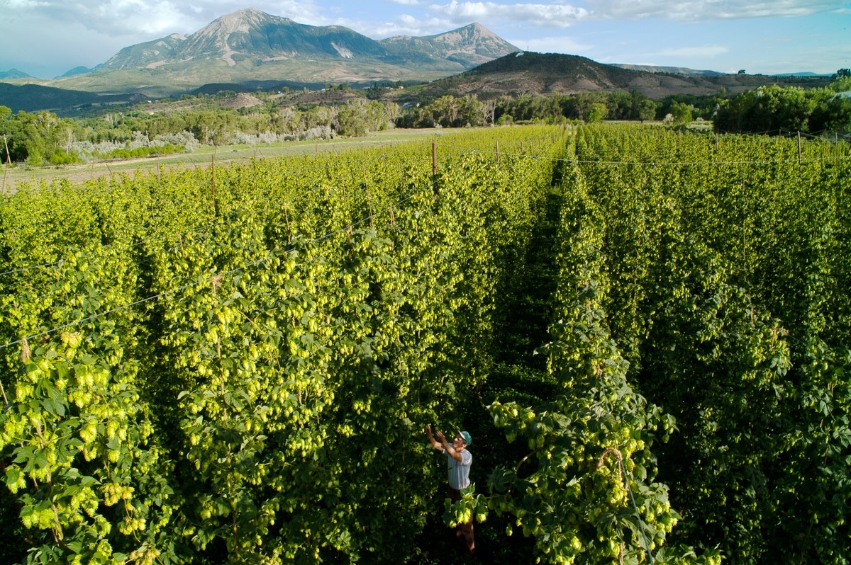Hops farming grows slowly despite brewers' demand