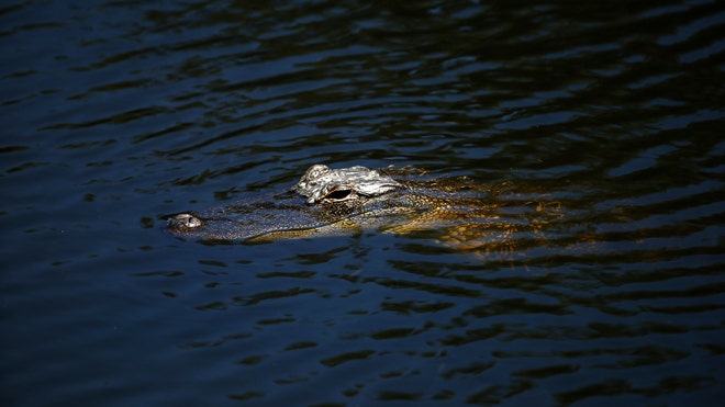 Tragedy at Disney brings back memories of 8 year old attacked by gator Tragedy at Disney brings back memories of 8 year old attacked by gator