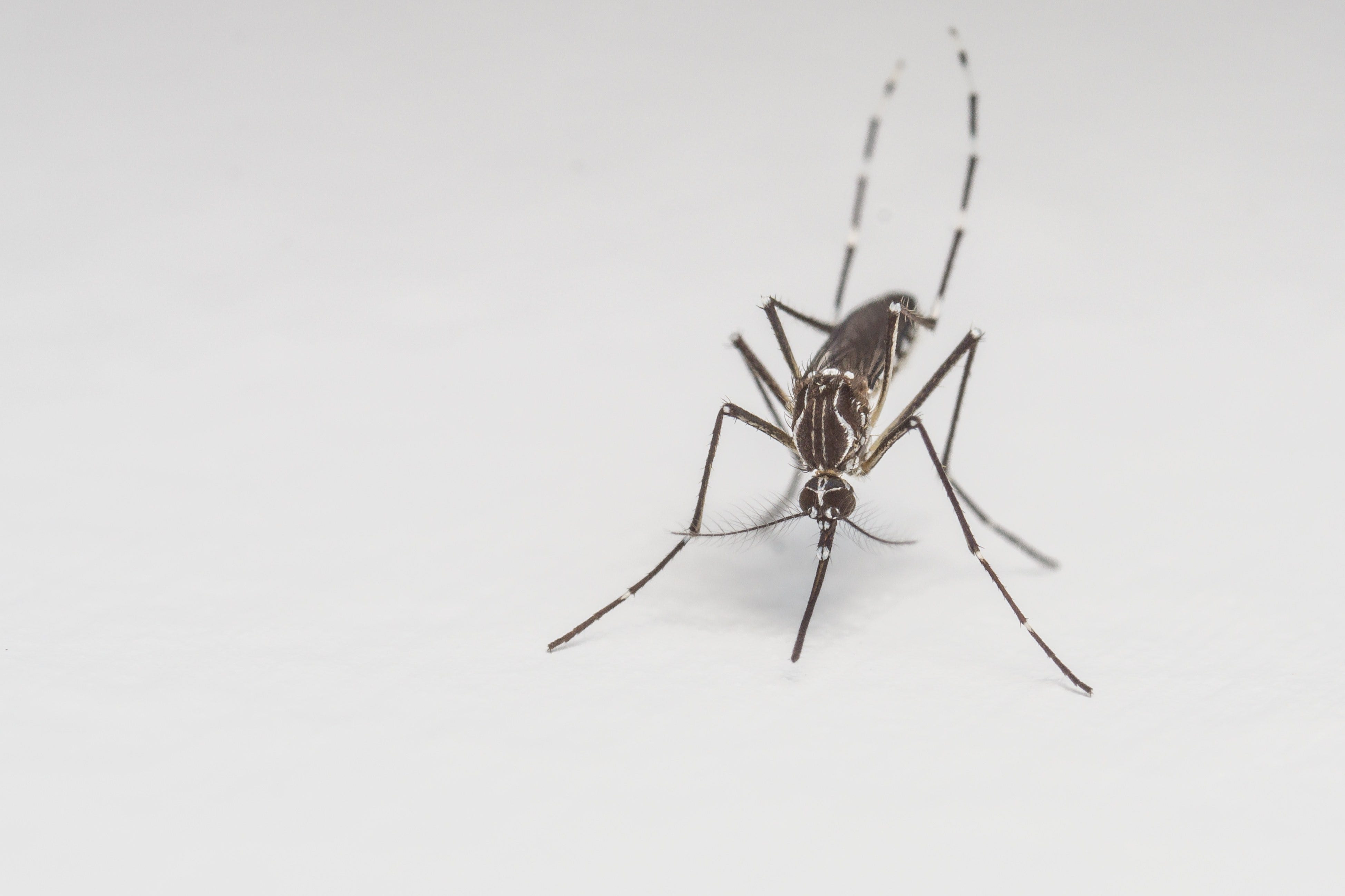 Scientists think this disease is the next Zika