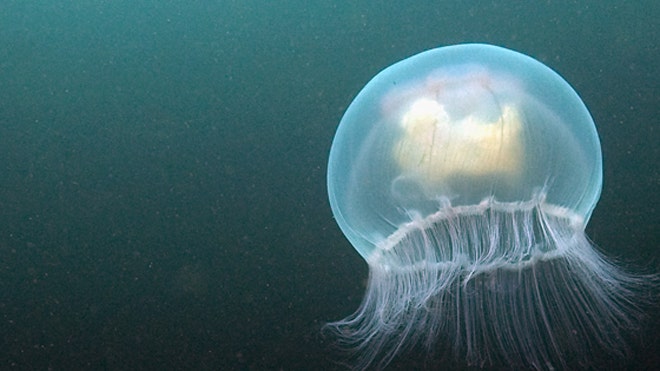 WATCH: Divers and photographers capture video of shockingly giant ...