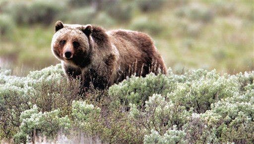Feds plan to reintroduce grizzly bears to washington state's northern cascades