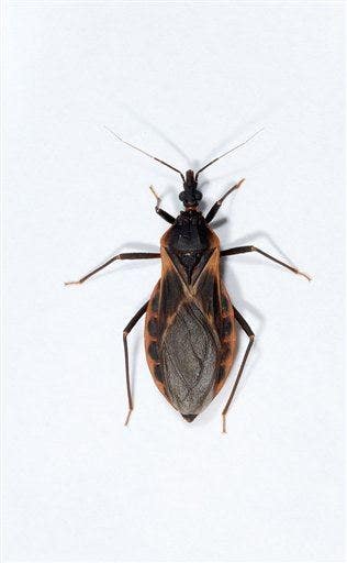 ‘Kissing Bug’ Disease Declared Endemic In U.S. — What You Should Know - fpzgzkm