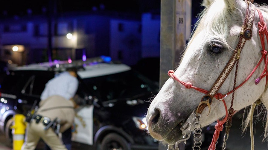 California man riding horse on Los Angeles-area freeway arrested on DUI ...