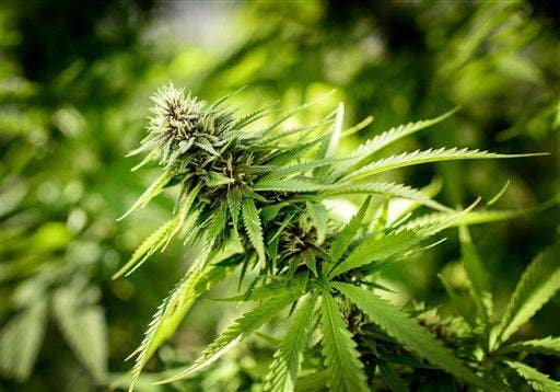 KY new Medical marijuana panel hosts first meeting