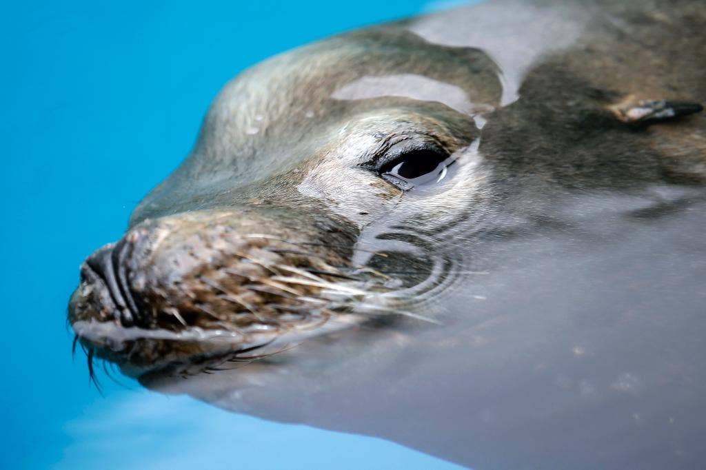 Sea lion impaled with spear dies at SeaWorld after rescue last week ...