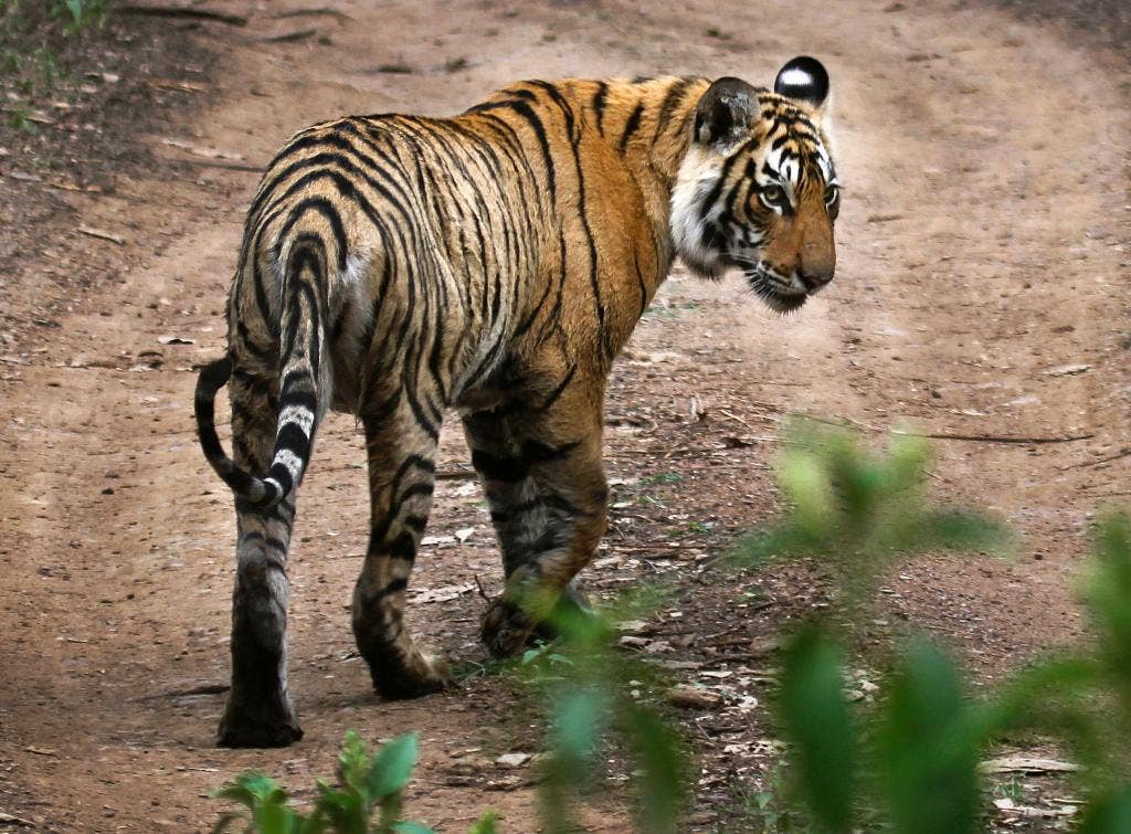 Nepal and India Count their Bengals in Tiger Census