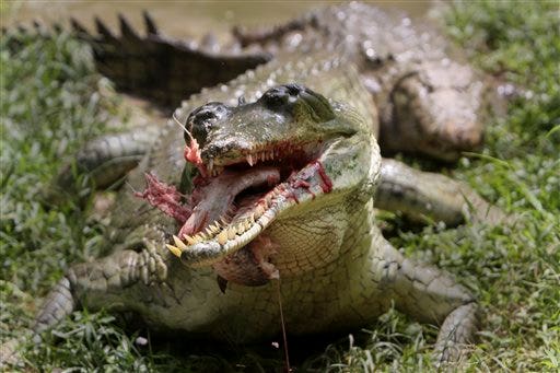 Largest known crocodile early man | Fox News