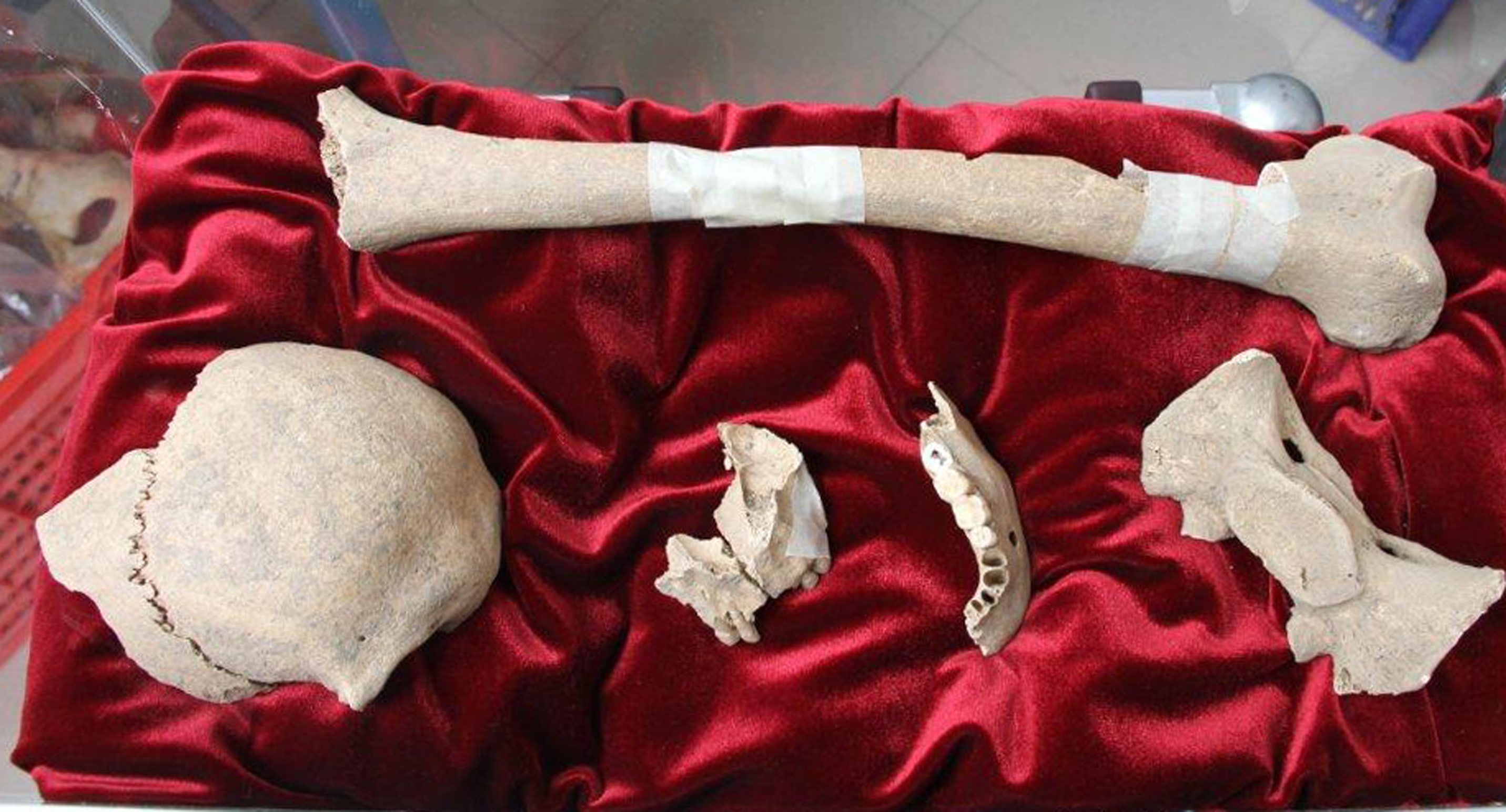 Lamprey Lung Mystery Solved?  Scientists Reveal All! - xgslliz