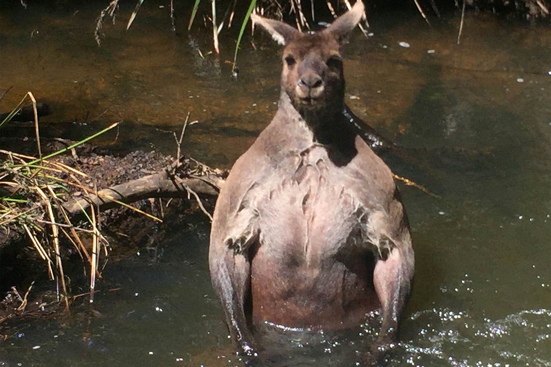 Ripped Kangaroo Goes Viral In Stunning Photos 9283