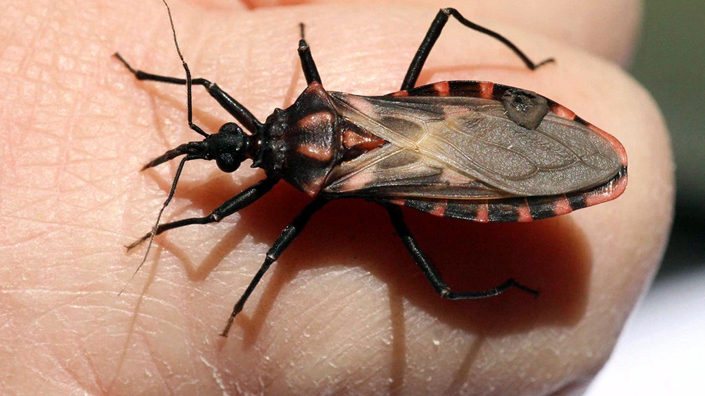 Deadly ‘kissing bug’ that kills thousands needs to be taken seriously now