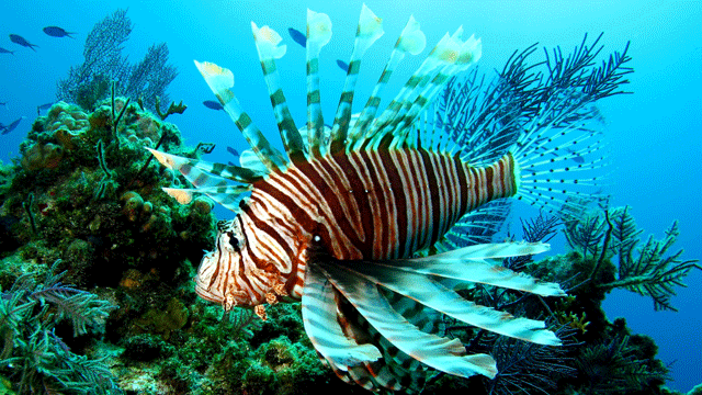 lionfish640