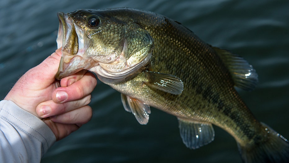 Ten great things bass fishing has done for America | Fox News