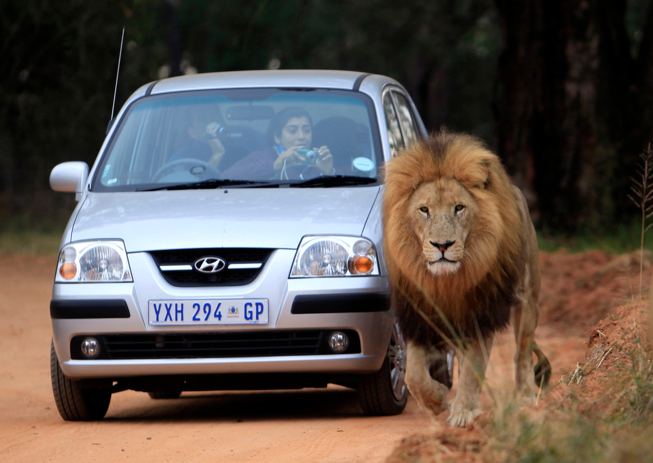 Полную версию левы. Лев в машине. Марка машины со львом. Иномарка со львом. Лев за рулем.