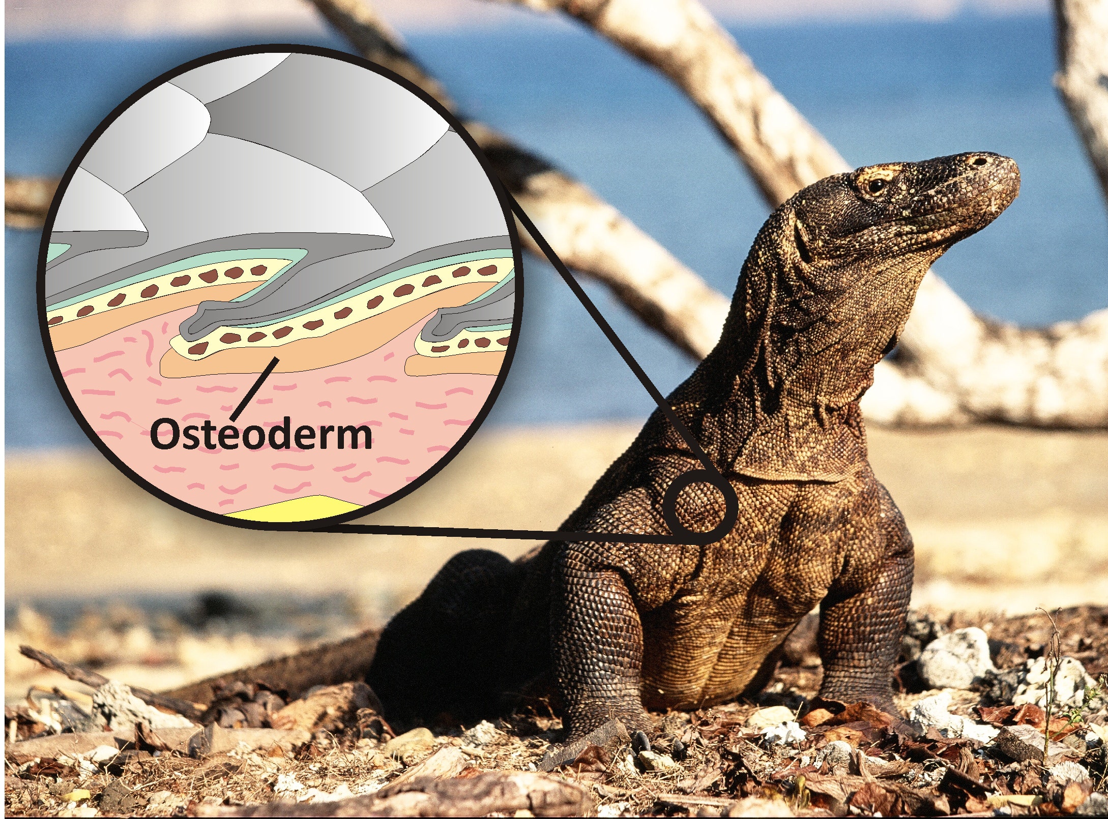 Giant Prehistoric Lizards Co existed With Humans Fox News